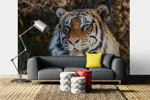Vlies Fototapete - Porträt eines Tigers 375 x 250 cm
